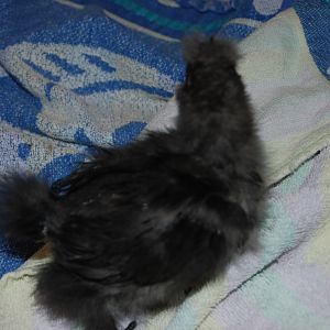 Storm 3 wks.