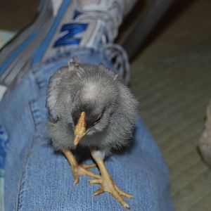 Bandit 3 weeks. Head thing seems to have disappeared.