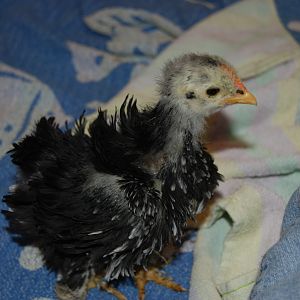 Dawn looking over my leg at Lillyanne 3 wks.