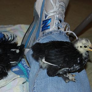 Dawn-left, Lillyanne-right 3 wks.