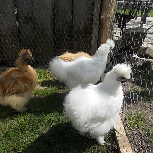 silkie chickens2.JPG