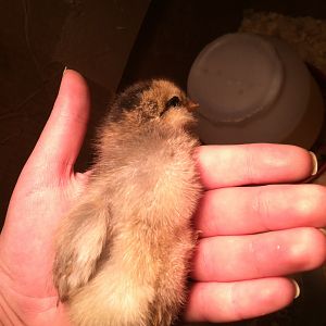 Charolette, again. All my chicks do this when I pick them up, lol, they sprawl out and just look around.