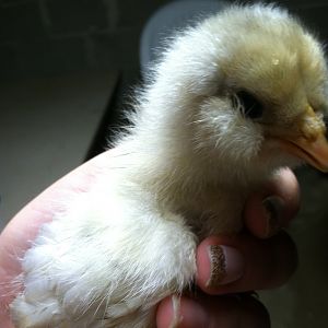 Bonnie, my newest of the six girlies, she's a claimed Ameraucana like the other three are, but according to these forums she's most likely an easter egger? Regardless, she's adorable and fluffy as can be! She replaced my polish crested that suddenly died the other day):
