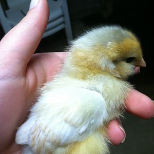 Another of my Ameraucanas/EE's , Lillian, so far my favorite chick(: