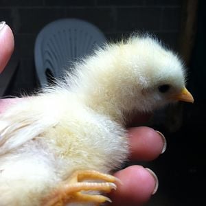 My sweet little Buff Orpington, Victoria, also laying to the side upon retrieval(: