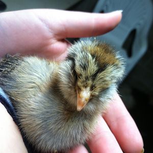 And finally, the littlest and craziest of them all, Eliza, the last Ameraucana/EE of my little flock! (so far!)