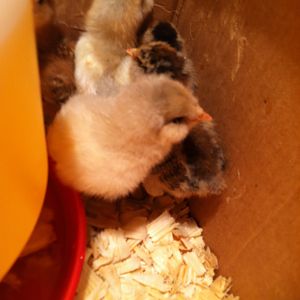 From front to back, Bonnie, Eliza, the back of Charolette's head, Lillian, and a glimpse of Margaret!