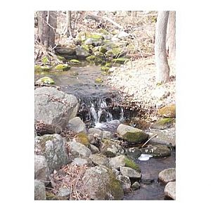 There is a lovely little brook that runs through the property. I can't wait to uncover it. Current owners have let it become over run with brush.