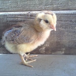 chipmunk chick side view