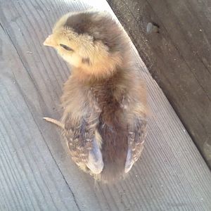 chipmunk chick  top view