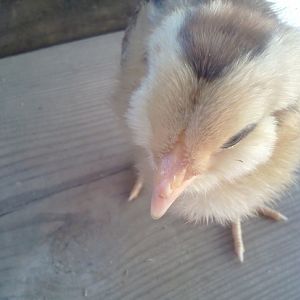 chipmunk chick close up