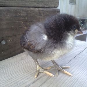 dark chick front and side view