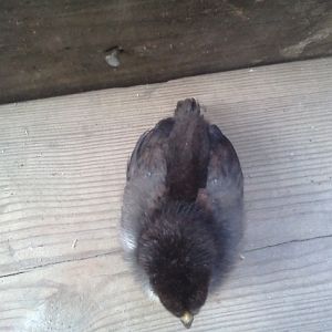 dark chick behind view