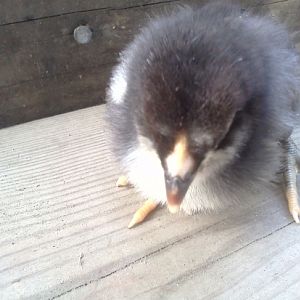 dark chick close up