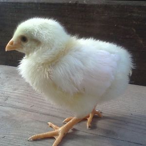 light yellow chick  side view