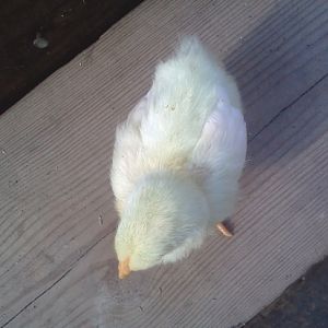 light yellow chick  top view