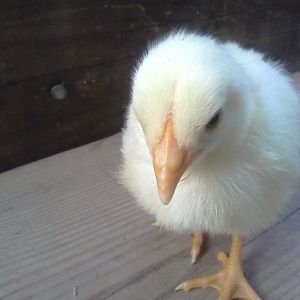 light yellow chick close up of comb