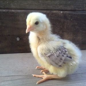 yellow stripe chick