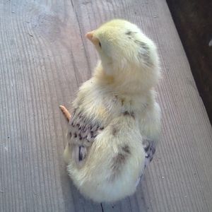 yellow stripe chick from behind