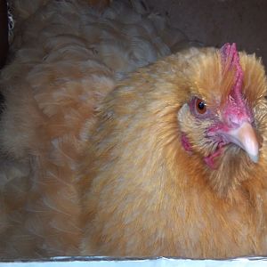 My Broody Bertha, giving me as close to a stink eye as Bertha ever gets. She's a sweet girl!