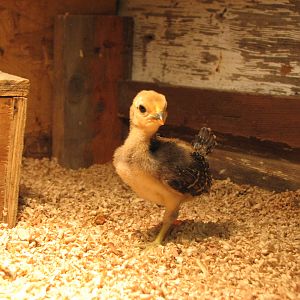 Koro Sea chick