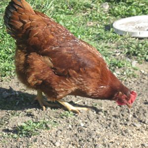 RIR hen from a breeder