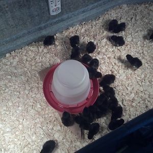 our 25 4-H Black Sexlink babies arrived 4/30/12. They are precious