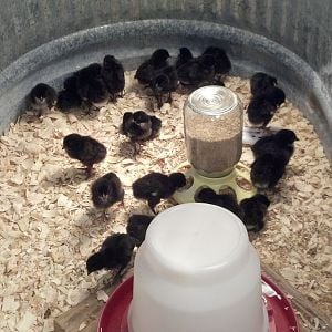 my babies at day 3. 5/3/12 I swear I think they have grown in 3 days