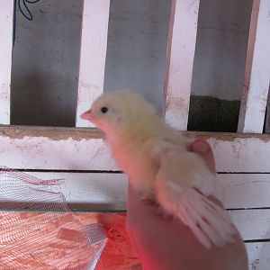 Getting some good wing feathers in!