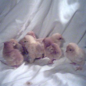 8 buff and/or red bantam cocins.

Might even be a frizzle or 2 in there.