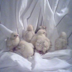 8 white/splash/lavender bantam cochins.
some looked like white untill I started taking pics and a few had a slight grey tint.
One looks like a splash or lavander.
Might even be a frizzle or 2 in there