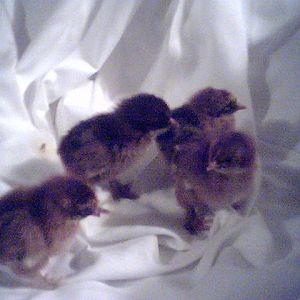 4 partridge/laced/penciled not sure which is which