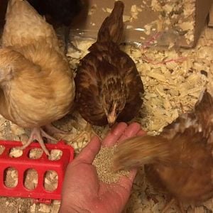 Some of our chickens eating from my wife's hand.