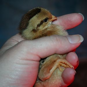 Chick B