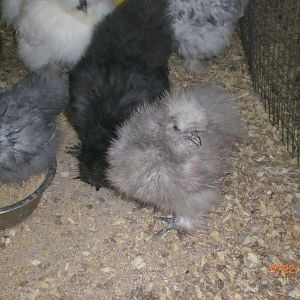 champagne silkie