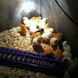 Just a couple of days later...  They've grown so much!