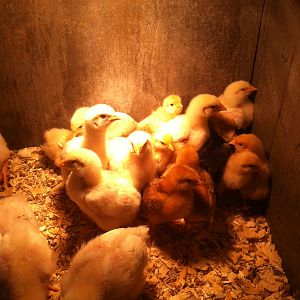 2 weeks old...  Brooder is starting to get crowded...