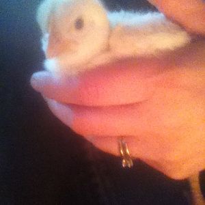 One of the broilers...  I love this picture!