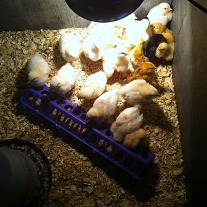 Supper time!