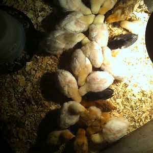 Time to separate them...  Not much room at the feeder at mealtime!