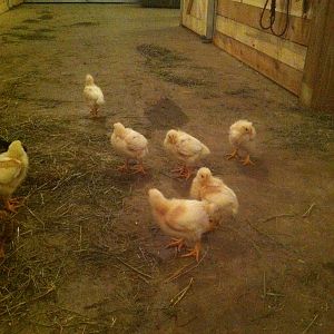 Broilers hanging out in the barn...