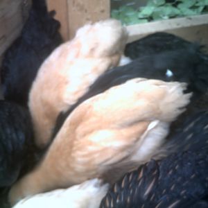 Baby GLW's, Buffs, and Australorps