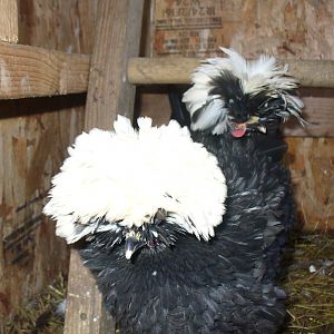 Coco Chenille, Crested Polish hen. Recieves $25,000 a month in child support.