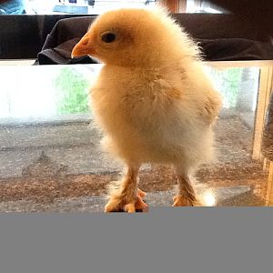 can someone please tell me what she is i thought she was a Buff Orpington but she has feathers on her feet