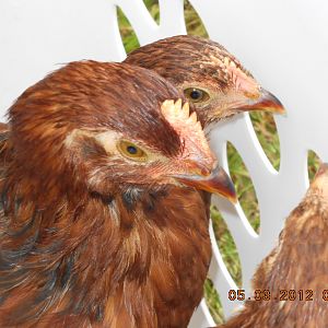 2 pullets, 1 cockerel?