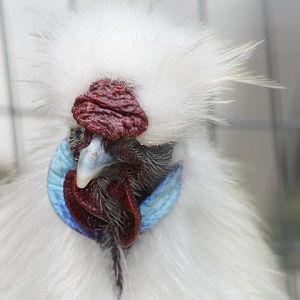 This is Jade our silkie bantam roo.  He is 1 year old this month!