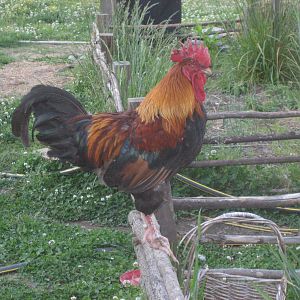 May 2011 cock