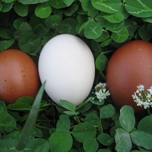 2 Marans eggs next to a Buff Orpington hen's egg