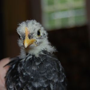 Lillyanne...our little eaglet!