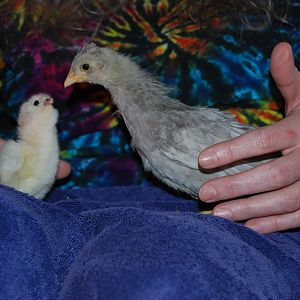 This was so cute!  New hatchling (silkyamericauna) and Lavender (south american hen).